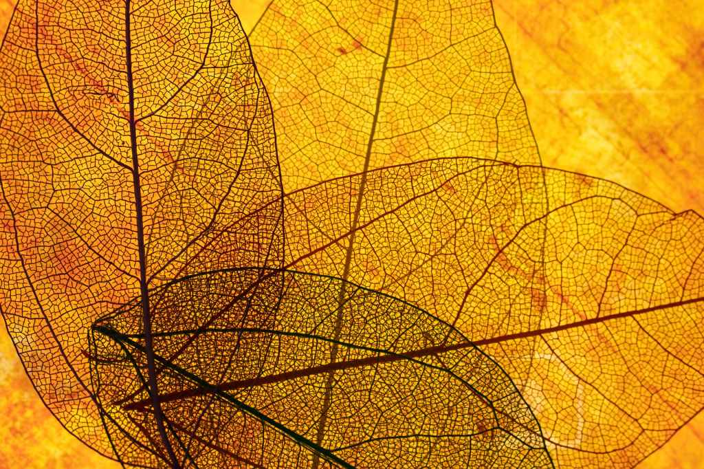 Feuilles transparentes dans des tons orangés – illustration du site de Laetitia Hanot, psychologue à Sceaux
