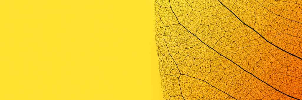 Feuilles naturelles colorées évoquant apaisement et équilibre — Laetitia Hanot, psychologue à Sceaux.